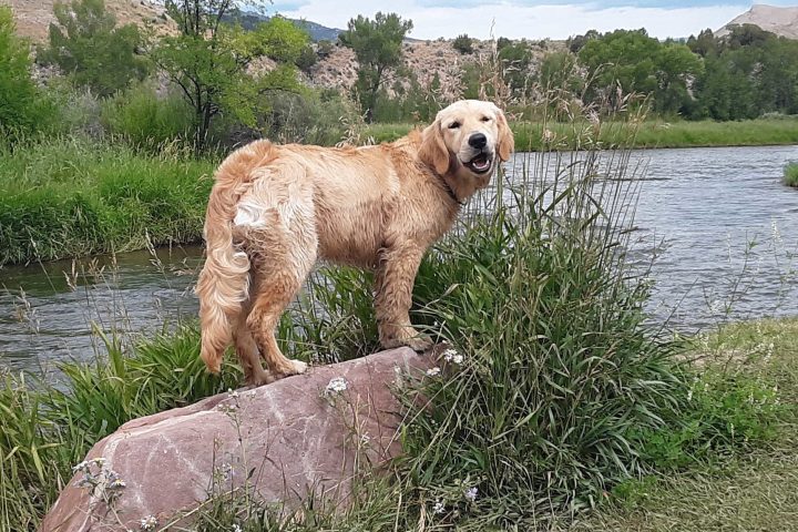 a dog standing on a rock next to a body of water